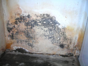 Water & Mold Damage-1
