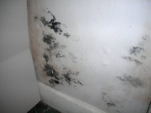 Mold Remediation-10
