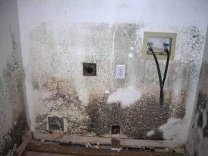 Mold Remediation-11