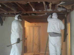 Mold Remediation-6