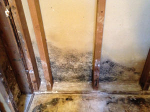 Mold Remediation-9
