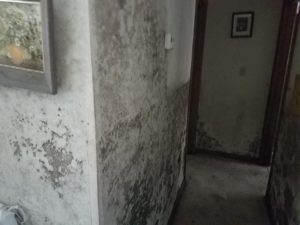 Mold Remediation-1