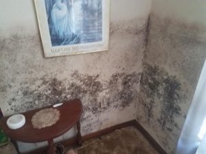 Mold Remediation-2