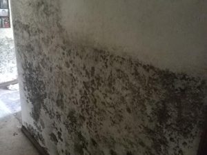 Mold Remediation-3