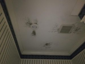 Mold Remediation-31