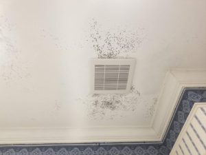 Mold Remediation-30