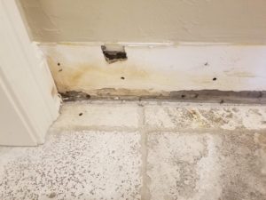 Mold Remediation-19