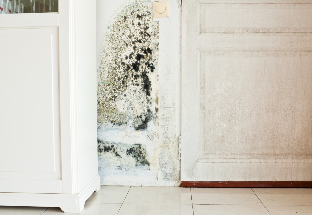Are All Types Of Mold Dangerous?