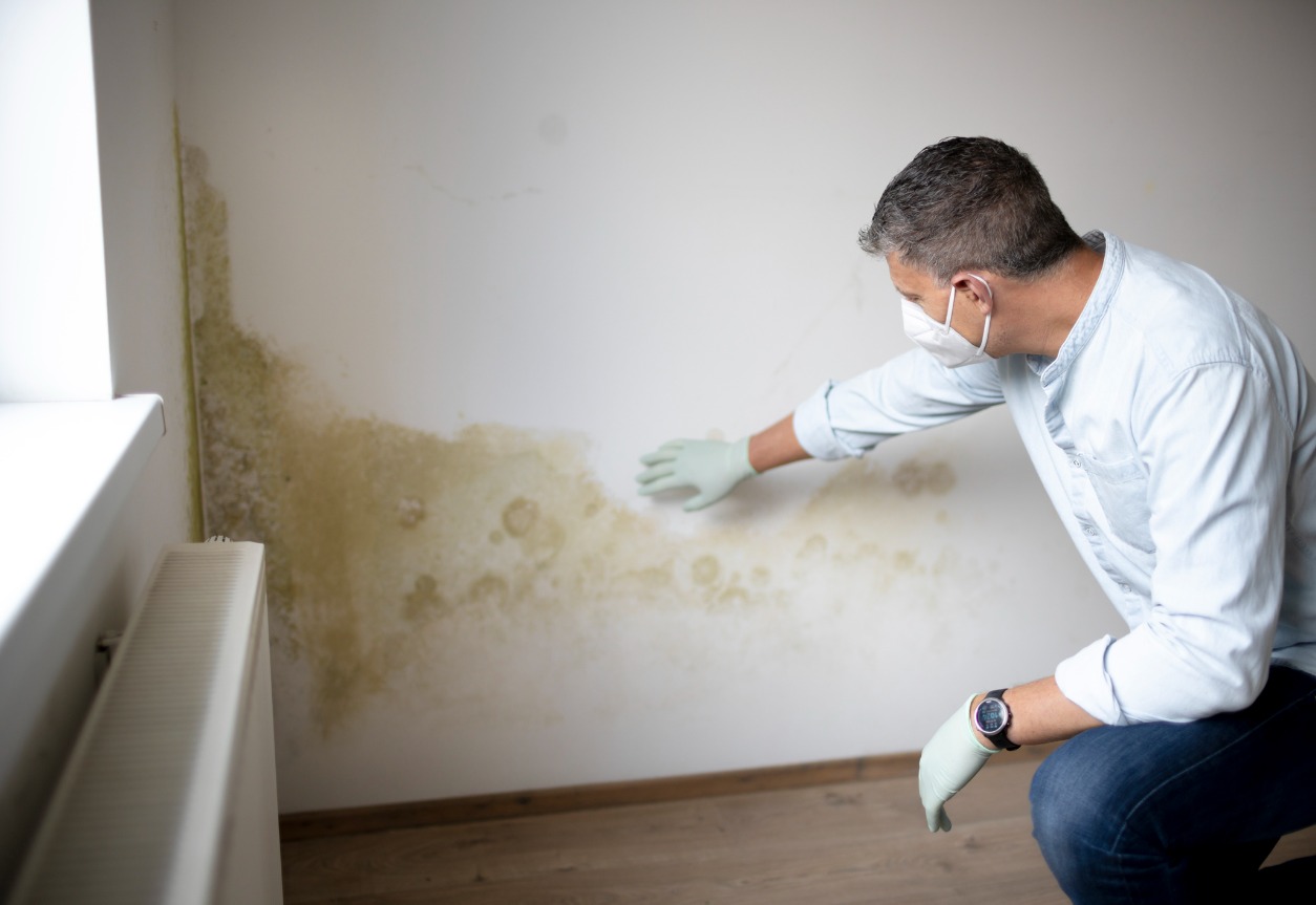 The Potential Dangers Of Removing Mold Yourself