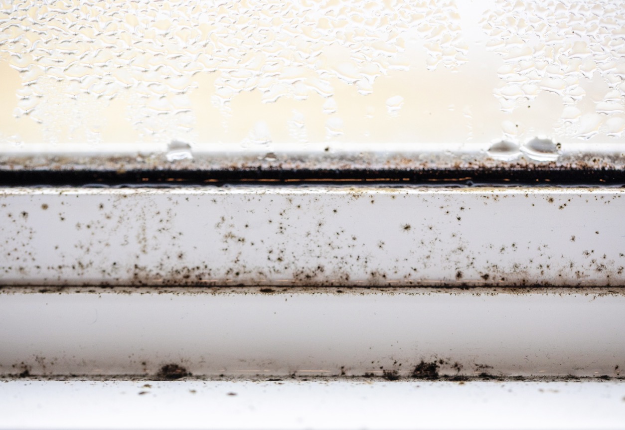 Your Guide To Mold Growth In Your Florida Home During Winter